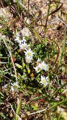 Gentiana douglasiana