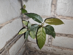 Ficus virens