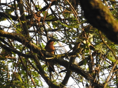 Pipraeidea melanonota