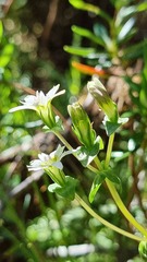 Gentiana douglasiana