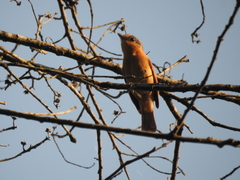 Pachyramphus castaneus