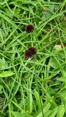 Juncus ensifolius
