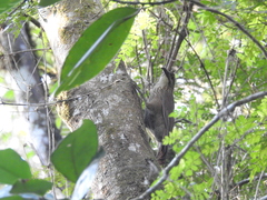 Xiphocolaptes albicollis