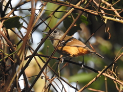 Thamnophilus caerulescens