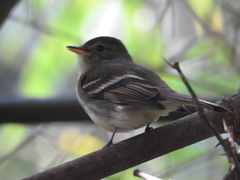 Lathrotriccus euleri