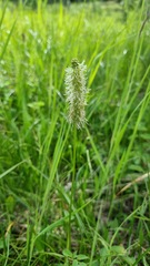 Sanguisorba stipulata