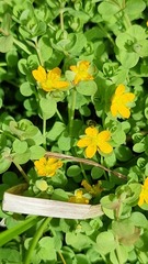 Hypericum anagalloides