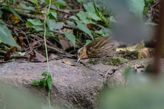 Anthus hodgsoni