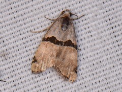 Cobubatha lixiva