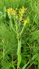 Senecio triangularis