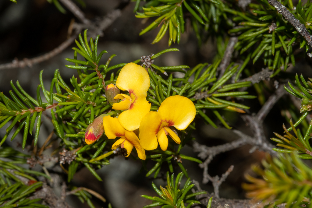 Dillwynia retorta - Inner West indigenous plant