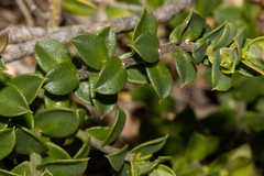 Philotheca buxifolia