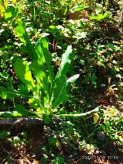 Lactuca virosa