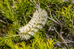Melaleuca armillaris
