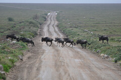 Connochaetes taurinus mearnsi