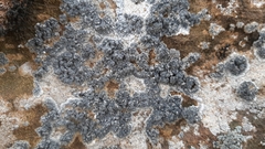 Lecanographa grumulosa