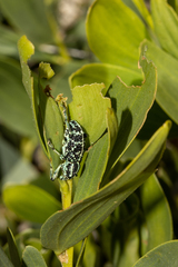 Chrysolopus spectabilis