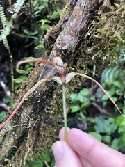 Maxillaria