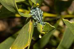 Chrysolopus spectabilis