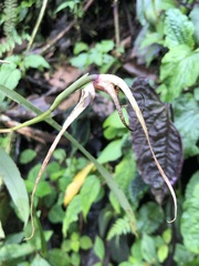 Maxillaria