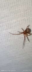 Nesticodes rufipes