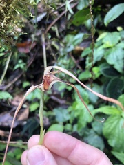 Maxillaria