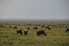 Connochaetes taurinus mearnsi