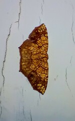 Nematocampa
