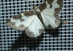 Lomaspilis marginata