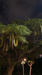 Delonix regia