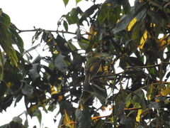 Phylloscartes oustaleti