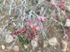 Calliandra eriophylla