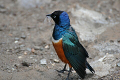 Lamprotornis superbus