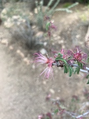 Calliandra eriophylla