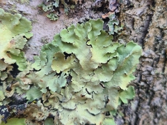 Flavoparmelia caperata