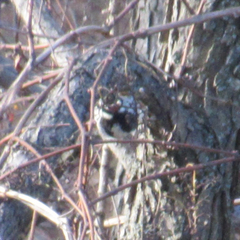 Dryobates pubescens