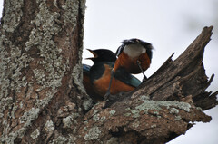 Lamprotornis superbus