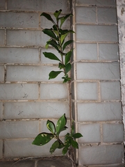 Ficus microcarpa