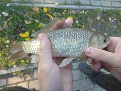 Cyprinus × Carassius