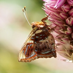 Anteros carausius carausius