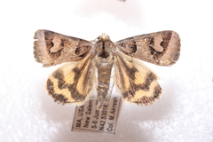 Drasteria occulta