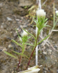 Symphyotrichum ciliatum