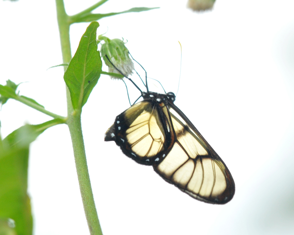 Dircenna loreta