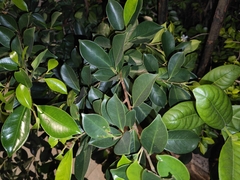 Ficus microcarpa