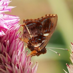 Anteros carausius carausius