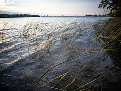 Schoenoplectus pungens