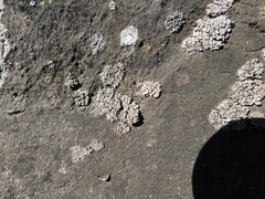 Dermatocarpon miniatum