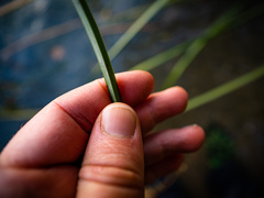 Schoenoplectus pungens