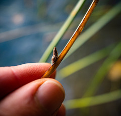 Schoenoplectus pungens