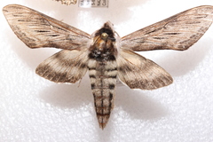 Sphinx poecila